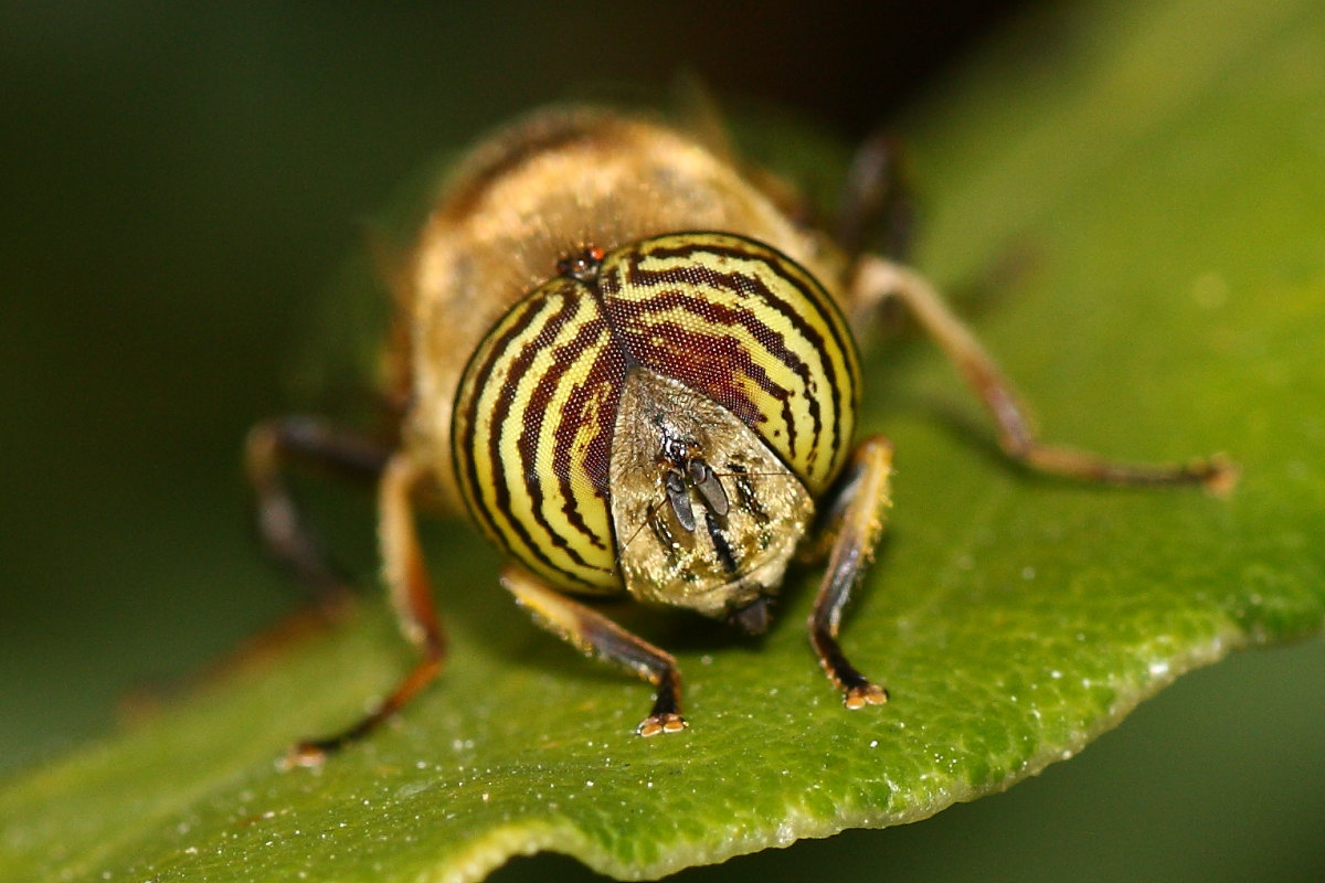 Eristalinus taeniops