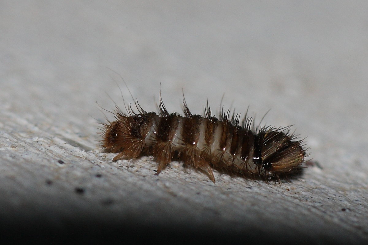 Larva di Dermestidae