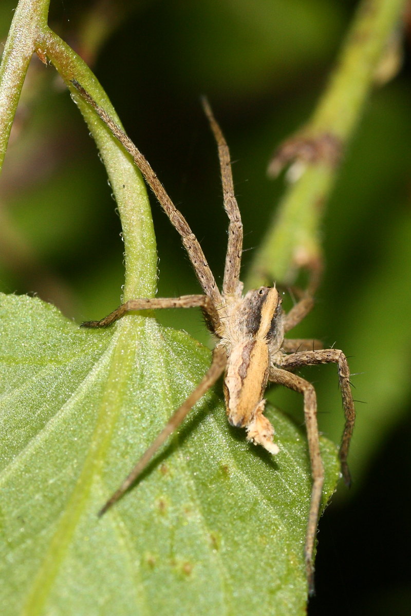 Pisaura sp.