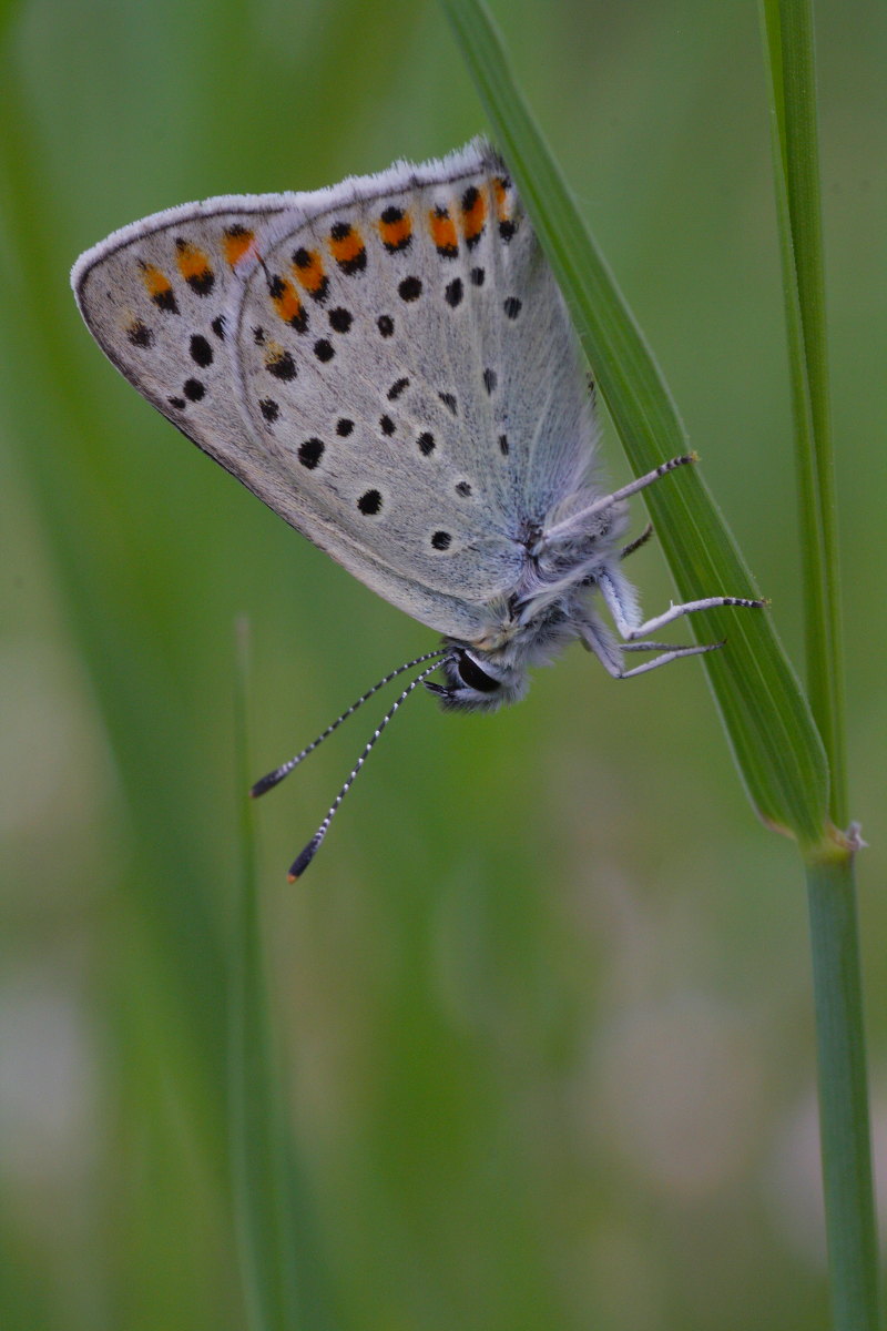 Lycaena tityrus