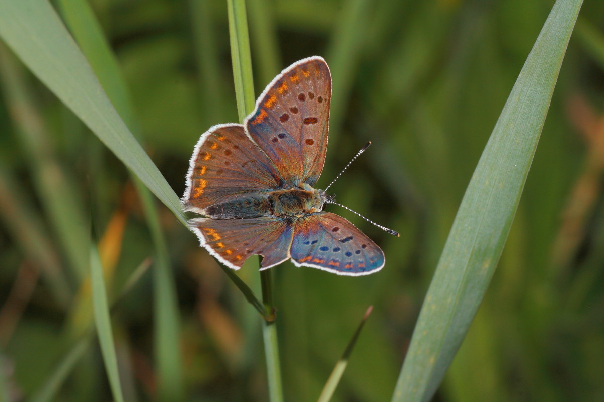 Lycaena tityrus