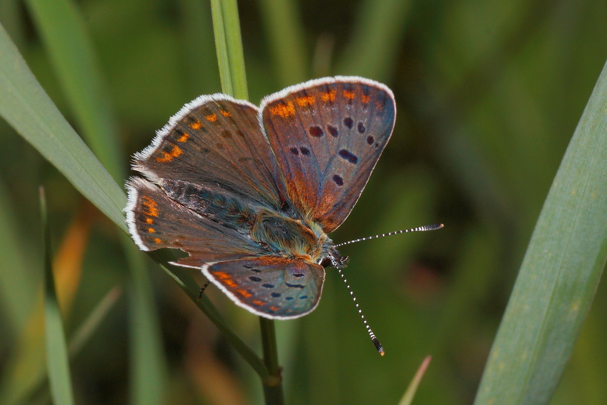 Lycaena tityrus