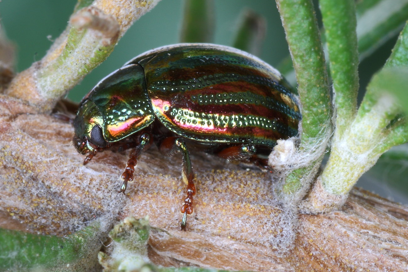 Chrysolina americana