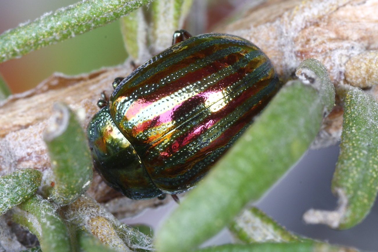 Chrysolina americana