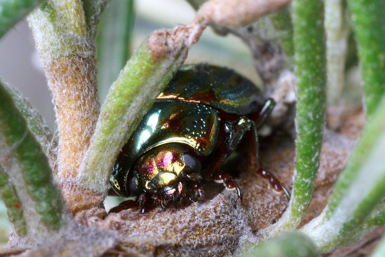Chrysolina americana