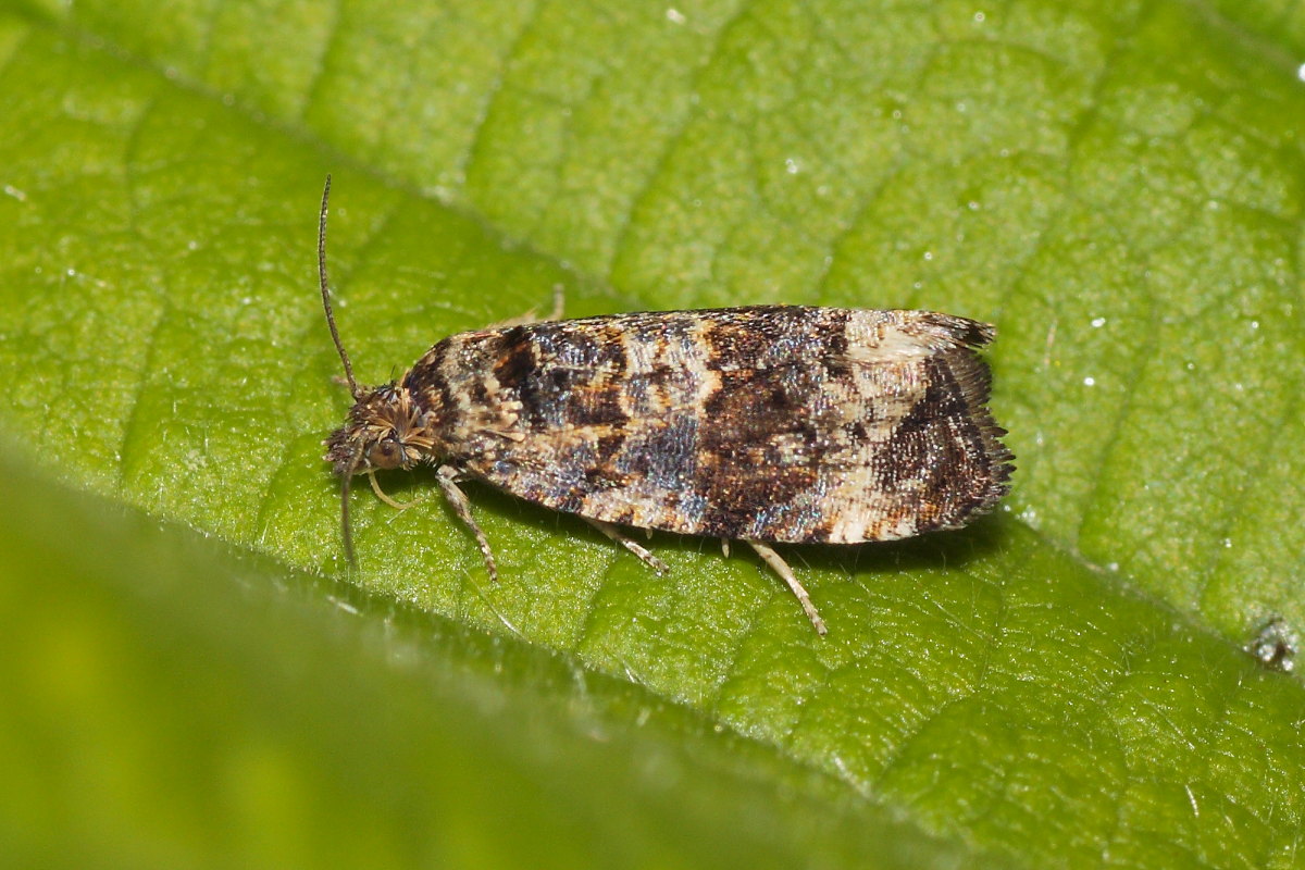 Microlepidottero da identificare