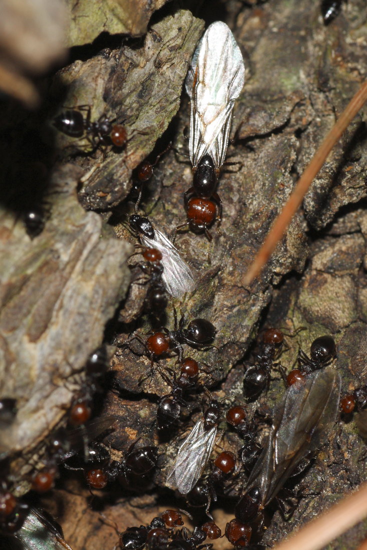 Sciamatura di Crematogaster scutellaris ?