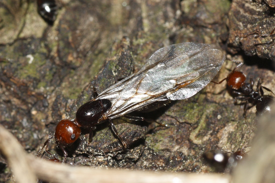 Sciamatura di Crematogaster scutellaris ?