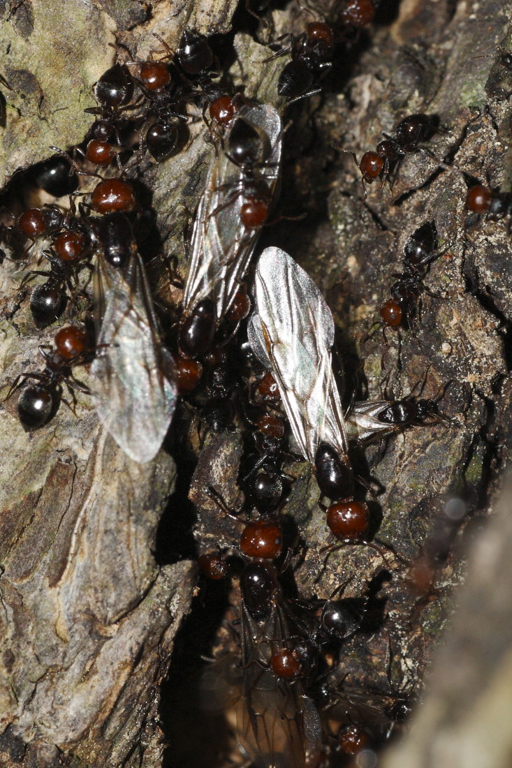 Sciamatura di Crematogaster scutellaris ?