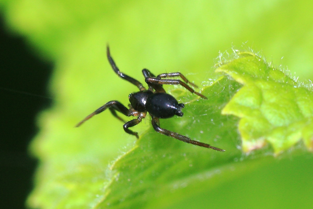 Drassyllus sp.
