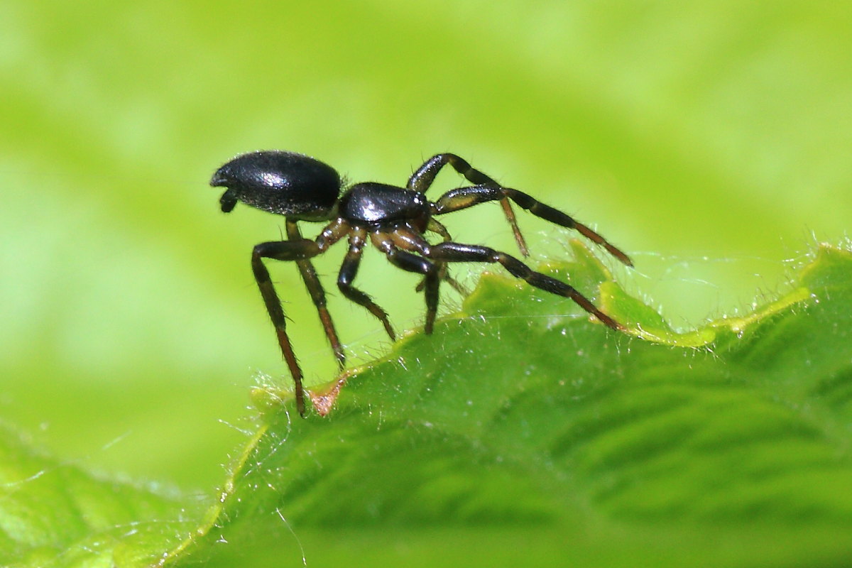 Drassyllus sp.