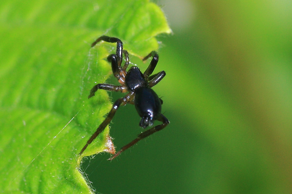 Drassyllus sp.