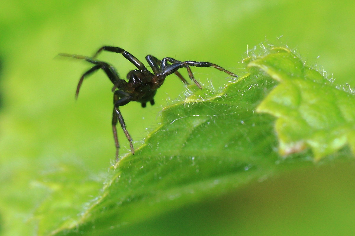 Drassyllus sp.
