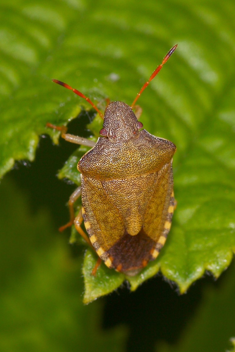 Pentatomide da identificare