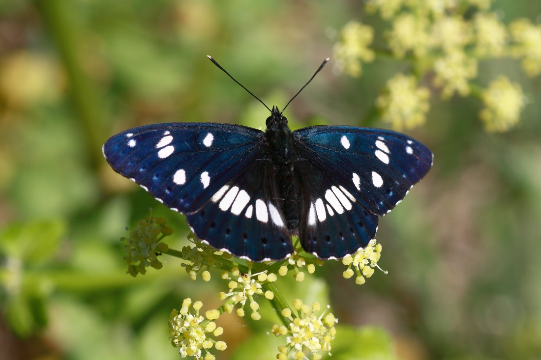 Cercando la Charaxes