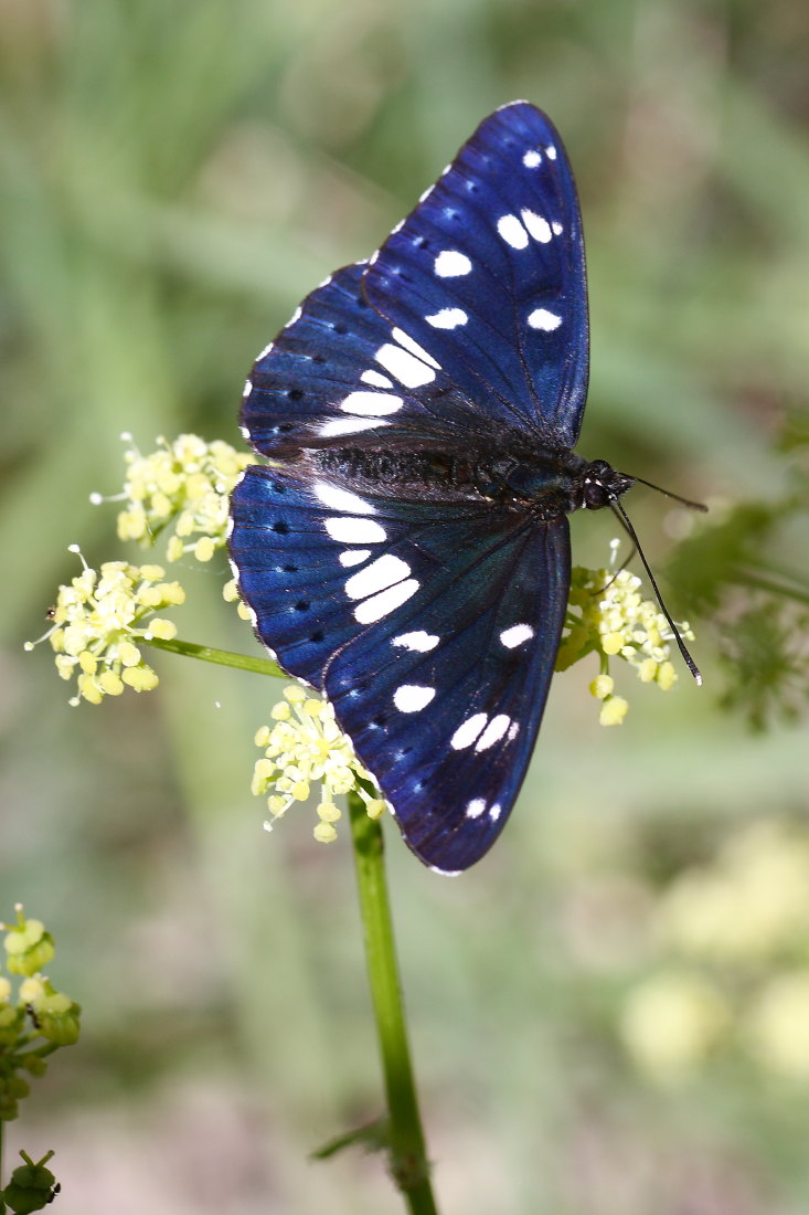Cercando la Charaxes