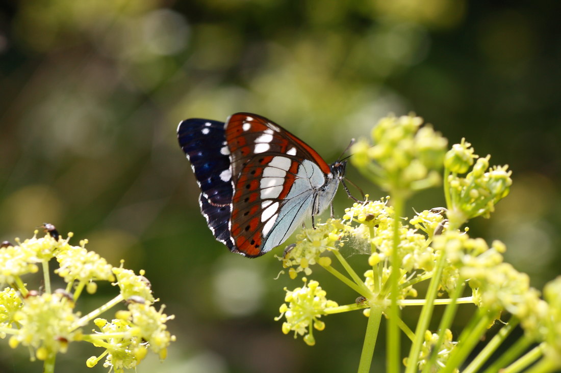 Cercando la Charaxes
