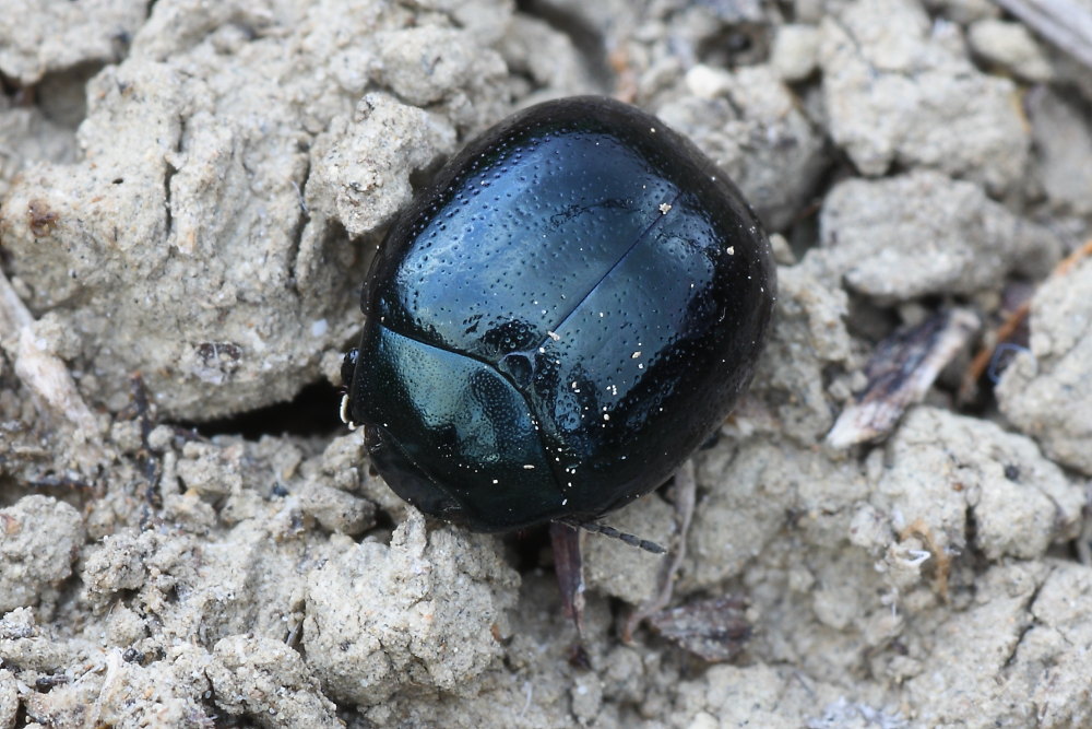 Chrysolina haemoptera ?