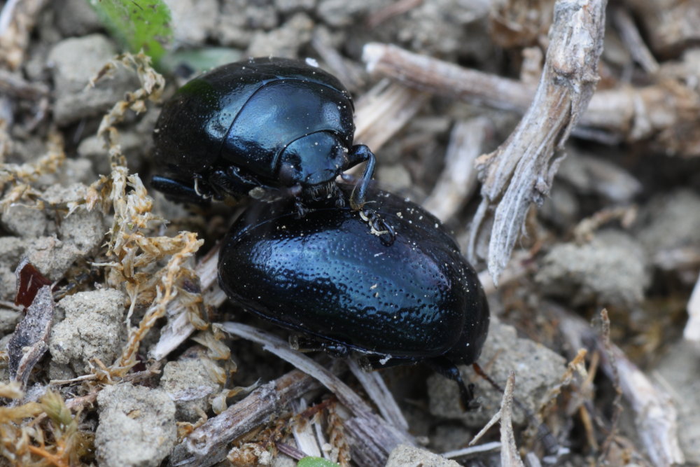 Chrysolina haemoptera ?