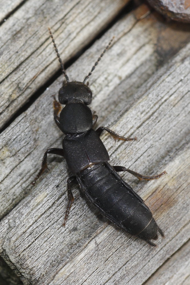 Staphylinidae da identificare