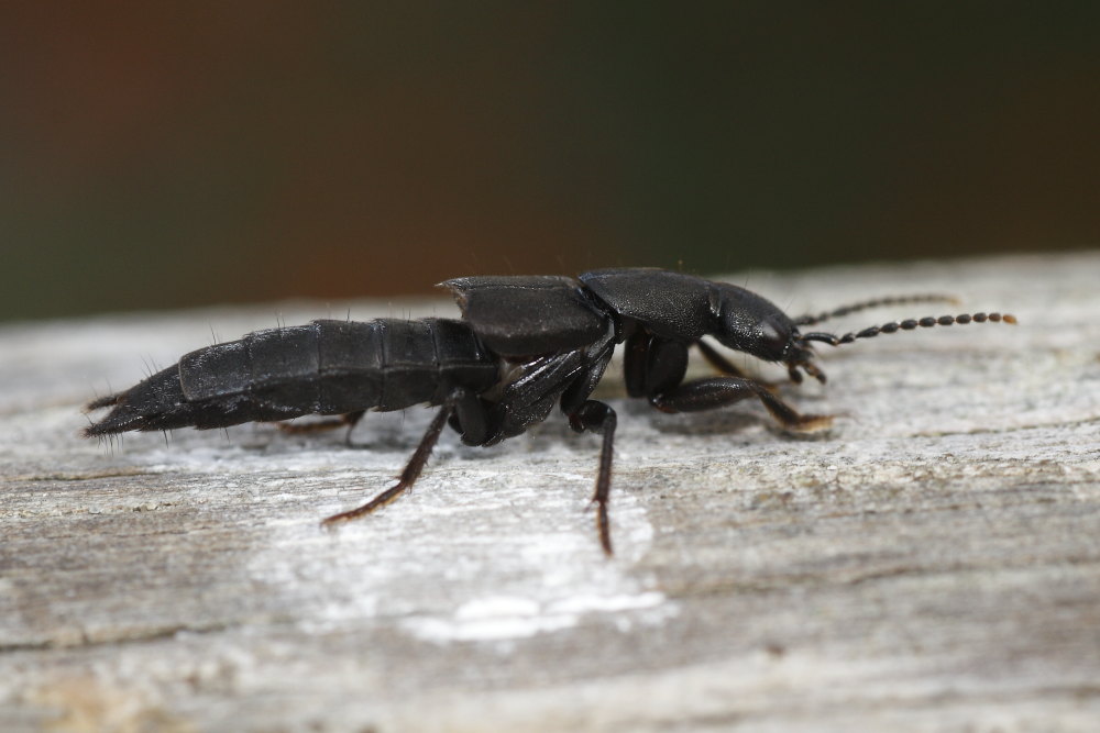 Staphylinidae da identificare