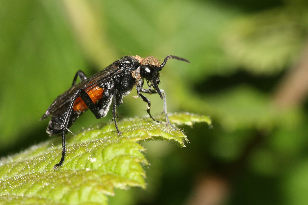 Fungo o sporcizia? su Macrophya annulata