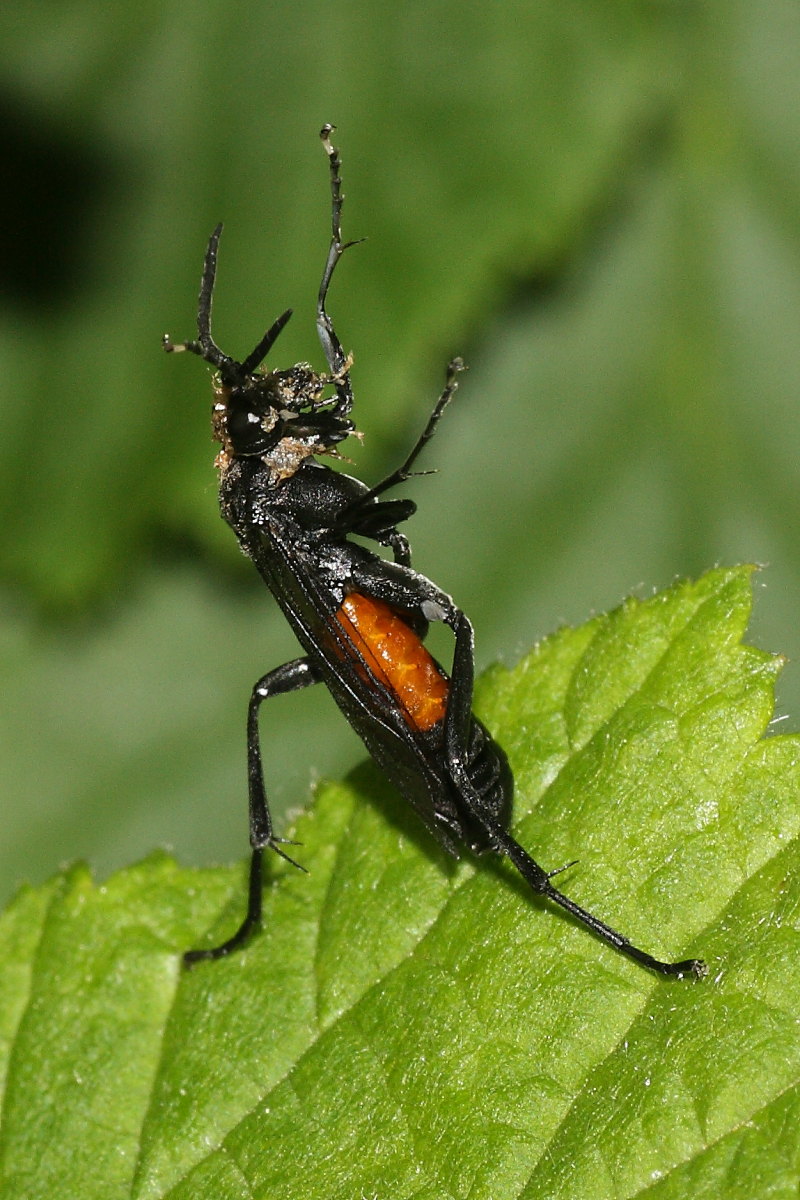 Fungo o sporcizia? su Macrophya annulata