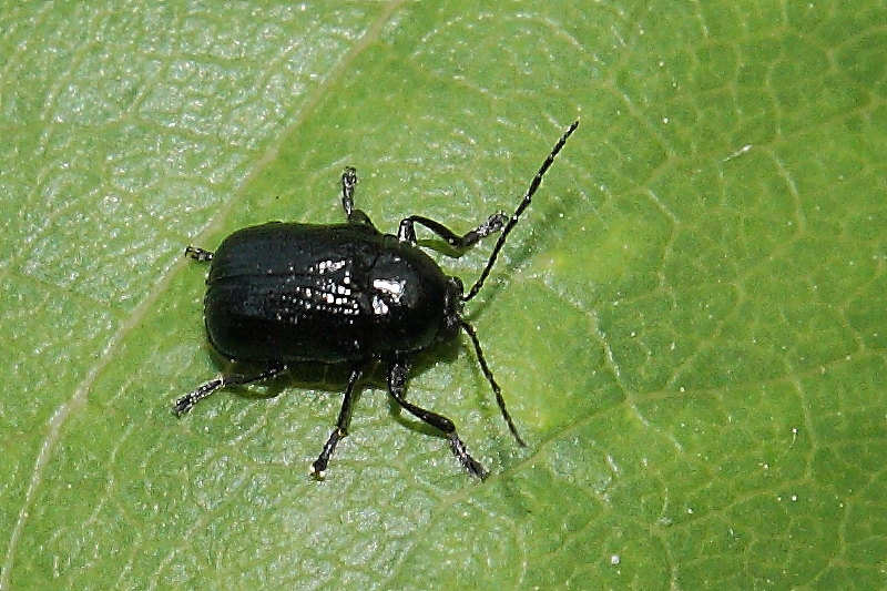 Cryptocephalus marginatus