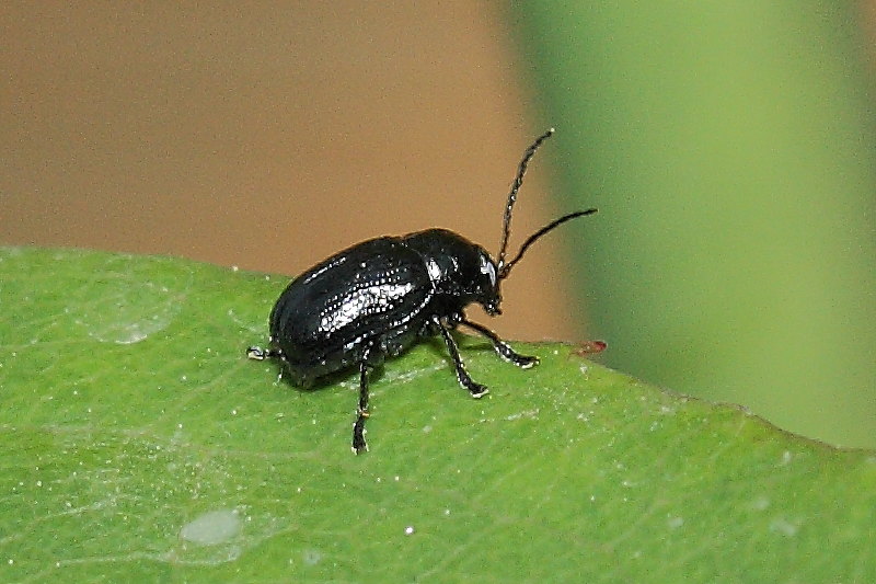 Cryptocephalus marginatus