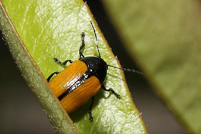 Cryptocephalus marginatus