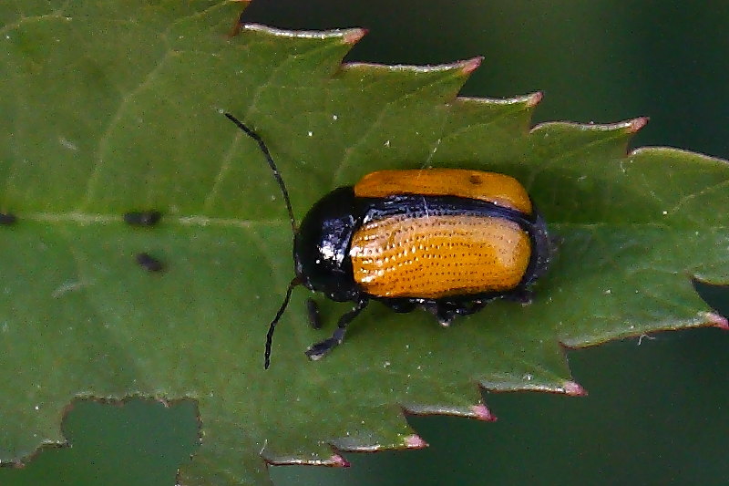 Cryptocephalus marginatus