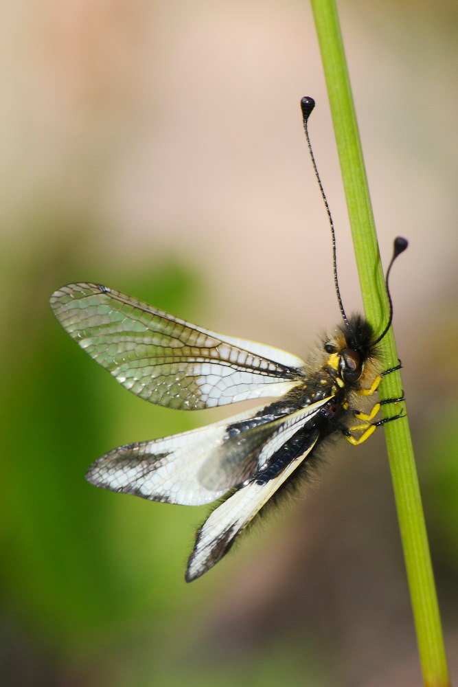 Libelloides lacteus ?