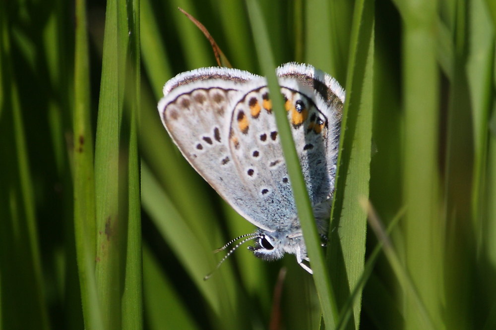 Licenidi da confermare