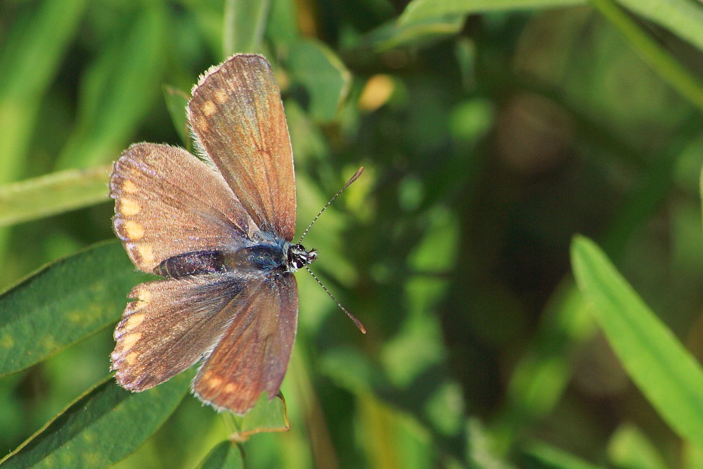 Licenidi da confermare