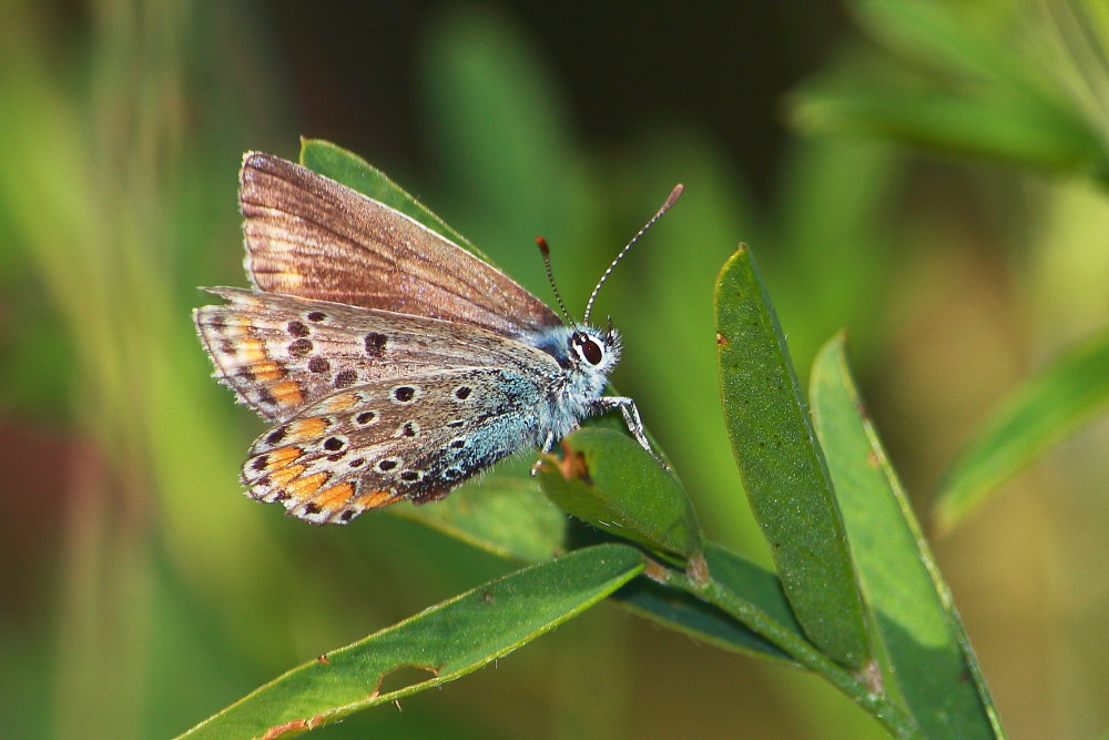 Licenidi da confermare
