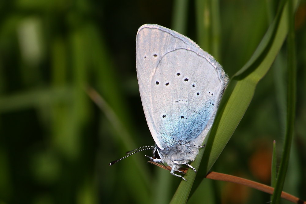 Licenidi da confermare