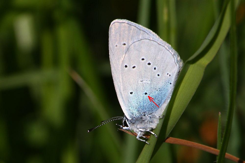 Licenidi da confermare