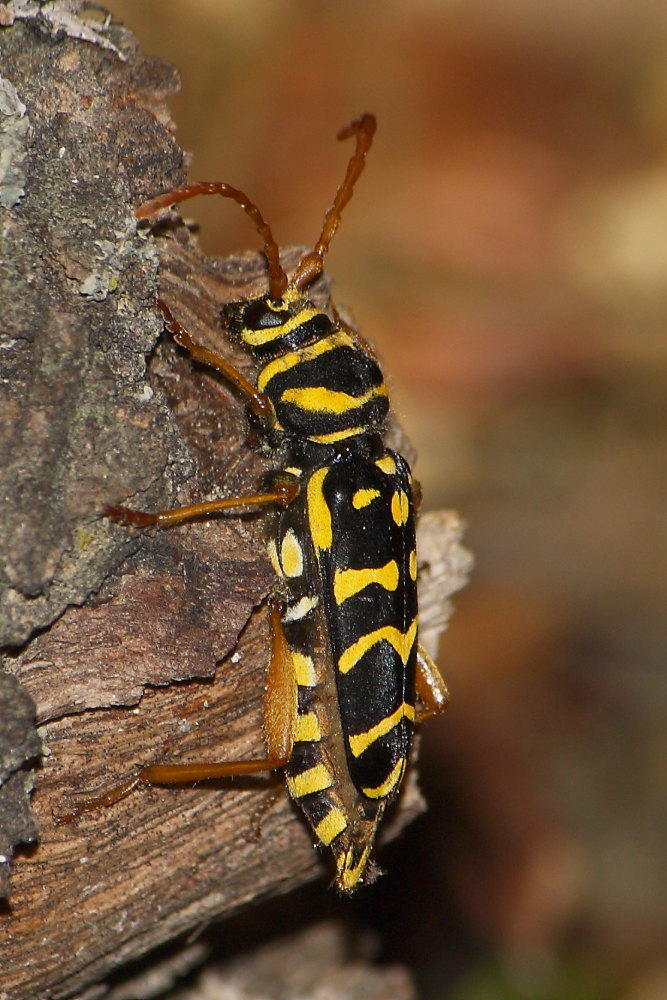 Plagionotus arcuatus