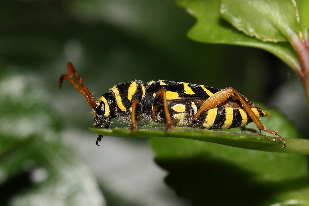 Plagionotus arcuatus