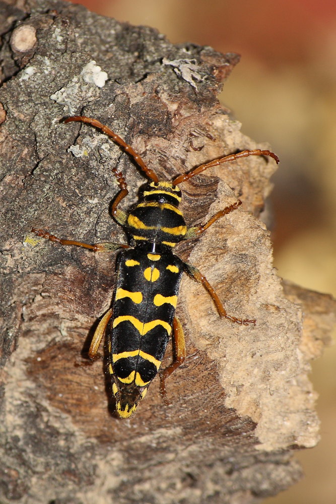 Plagionotus arcuatus