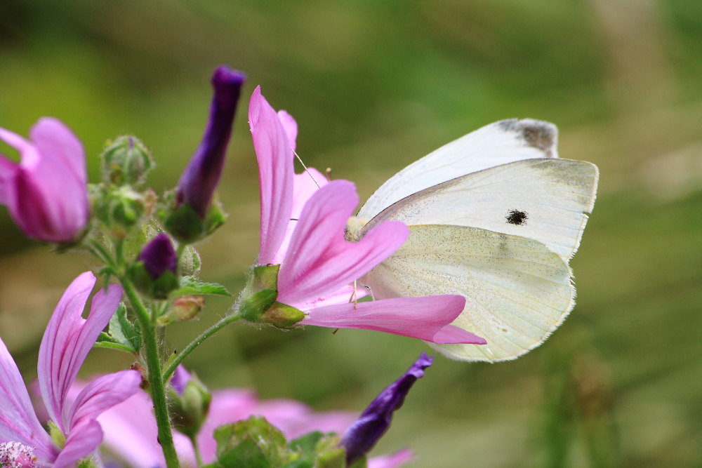 Pieris mannii o Pieris rapae?