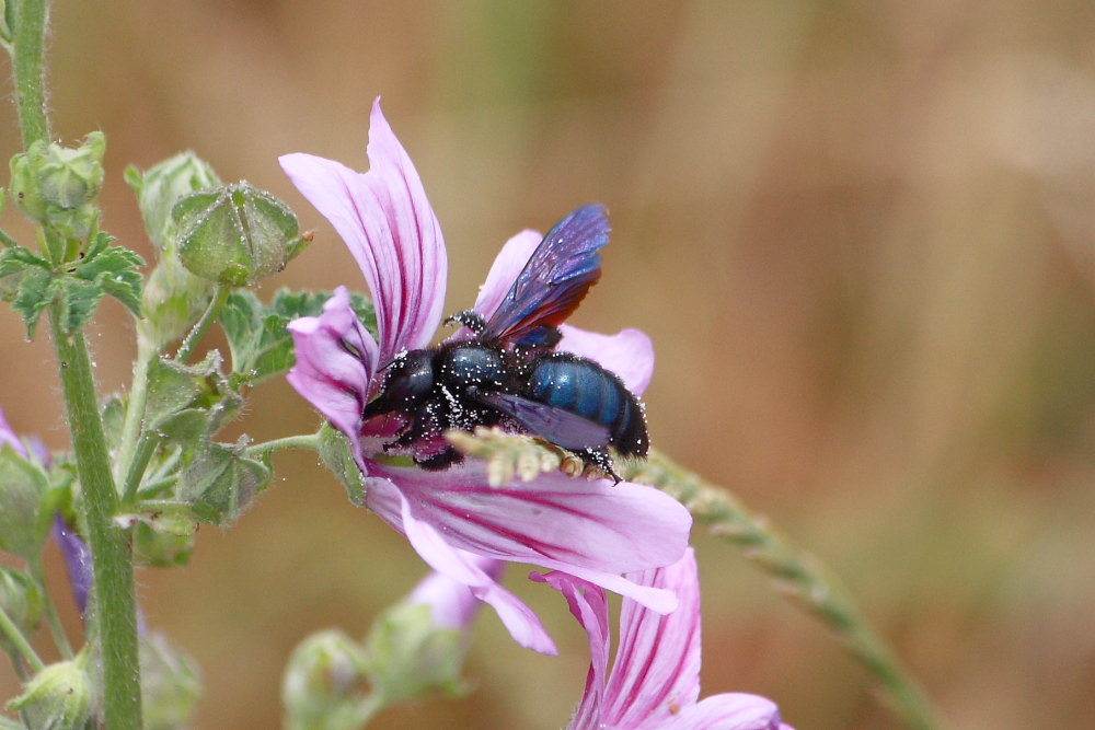 Xylocopa sp.