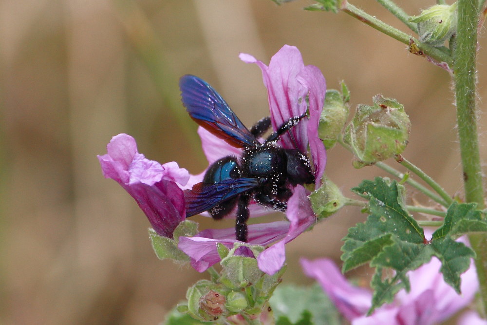 Xylocopa sp.