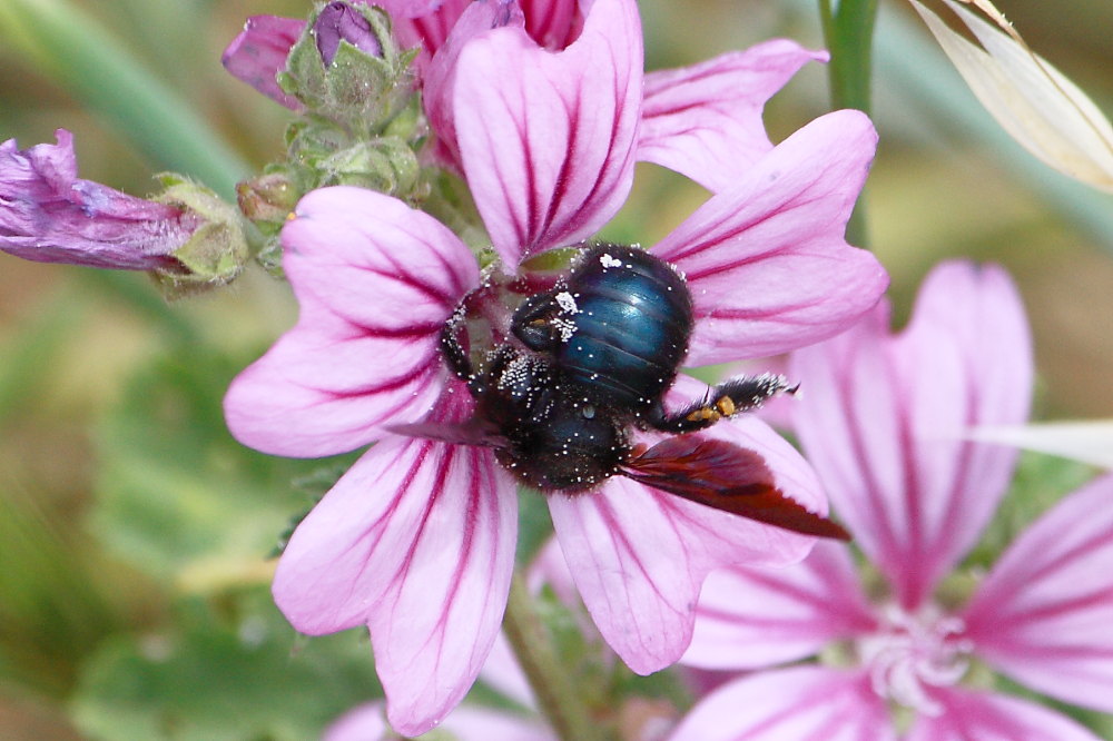 Xylocopa sp.