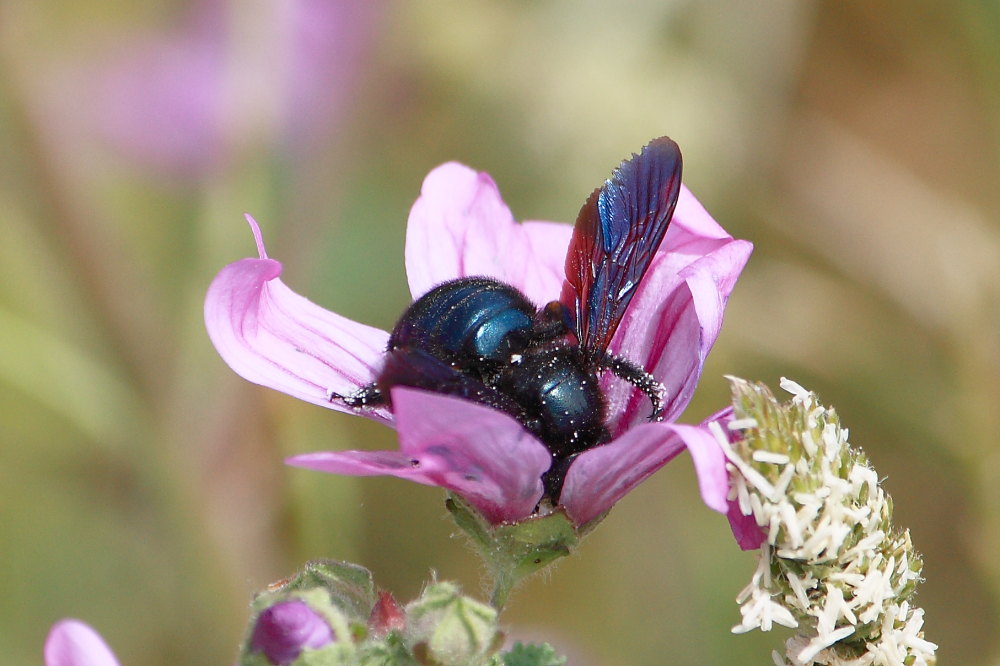 Xylocopa sp.