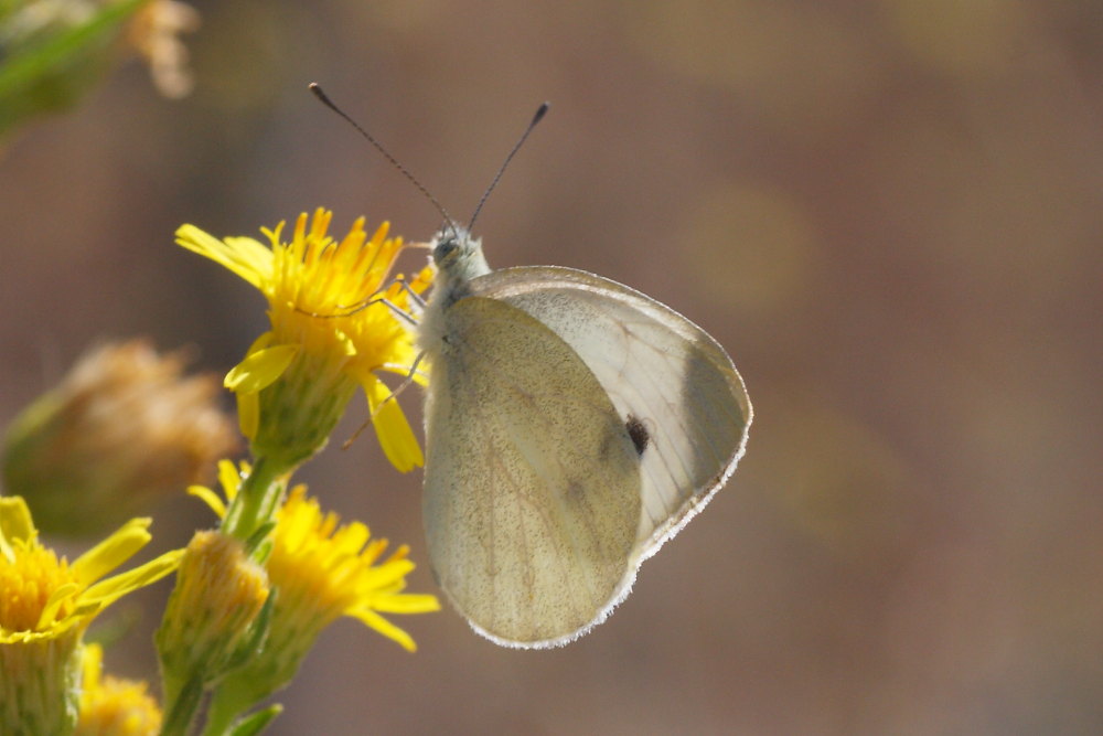 Pieris mannii o Pieris rapae?