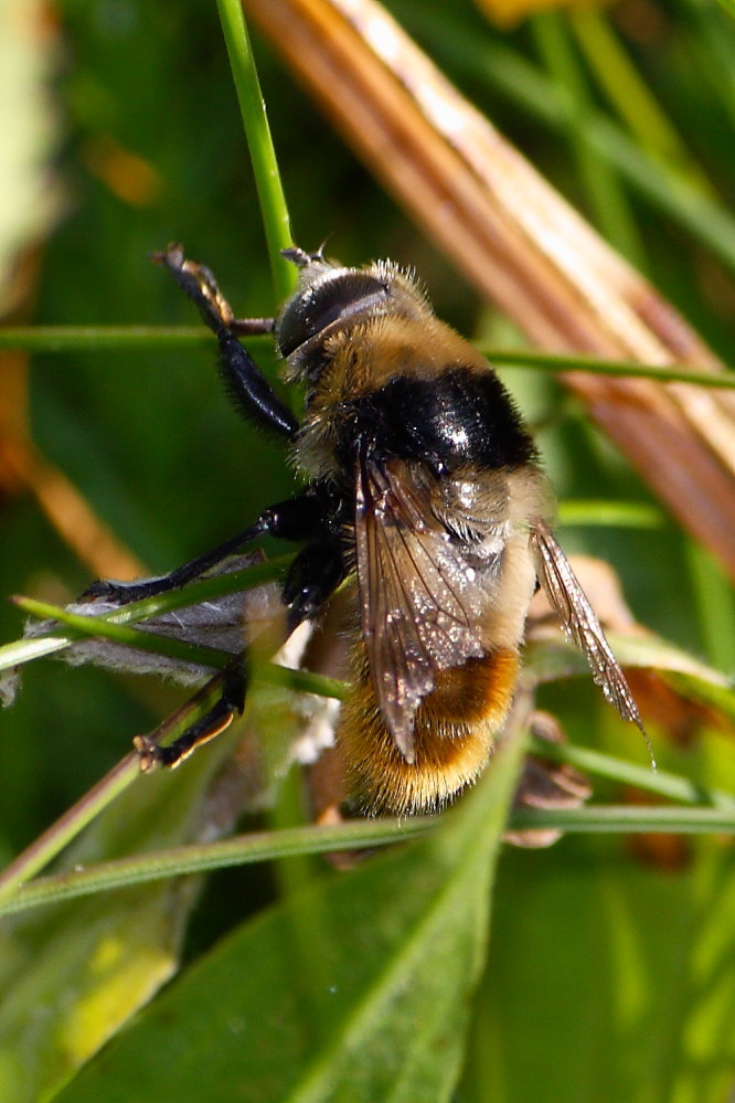 Merodon equestris var. equestris ♀ (Syrphidae)