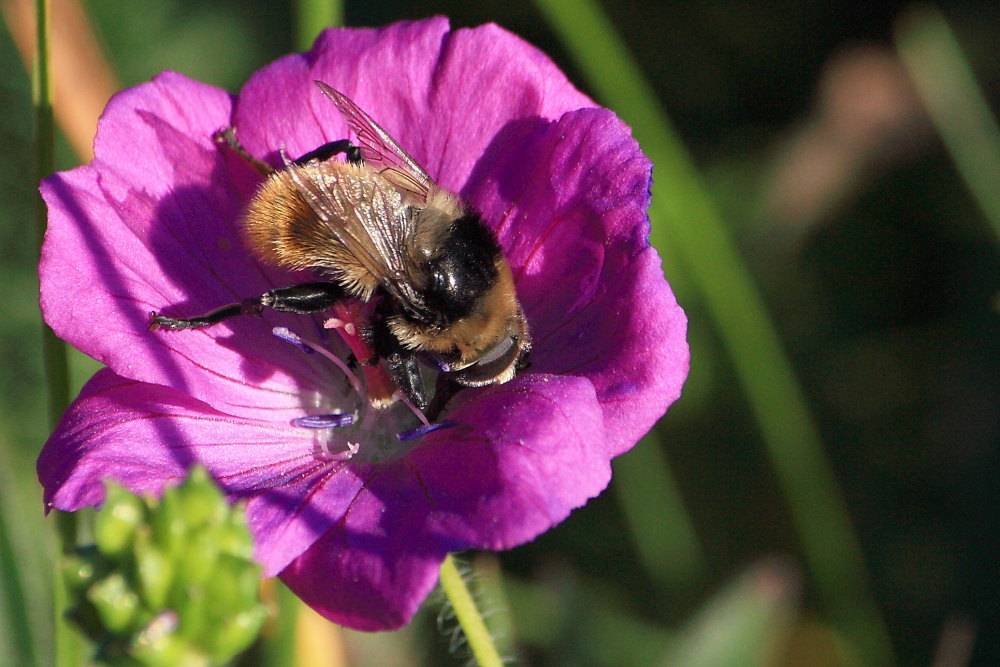 Merodon equestris var. equestris ♀ (Syrphidae)