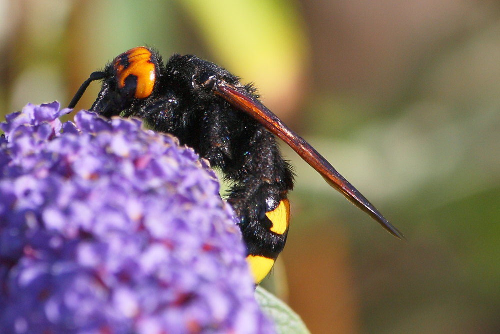 Femmina di Megascolia flavifrons