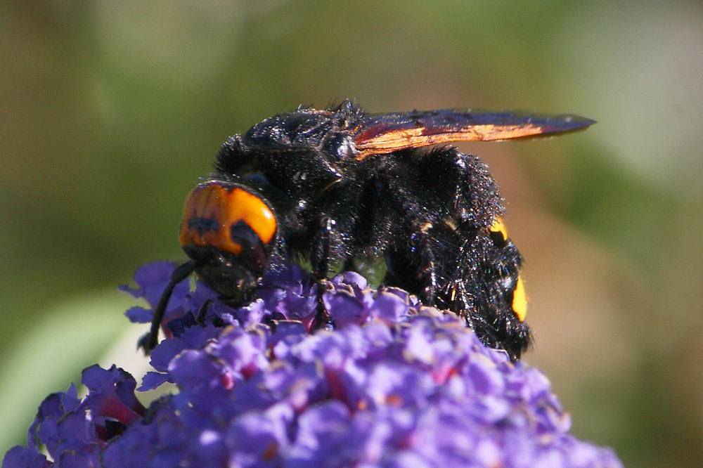 Femmina di Megascolia flavifrons